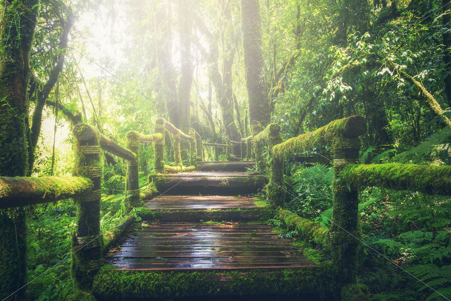 adventure beautiful boardwalk