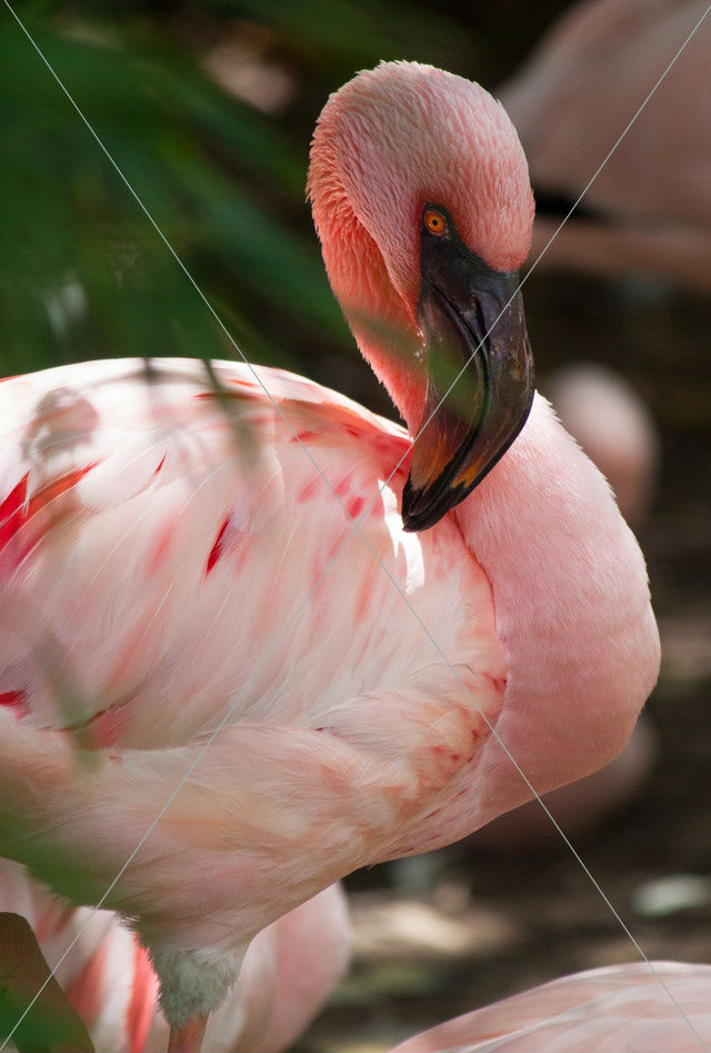 animal avian beak